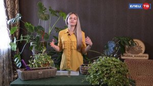 Крестовник крупноязычковый.Растение мужегон? Верите ли вы в такое поверье о растениях мужегонах?