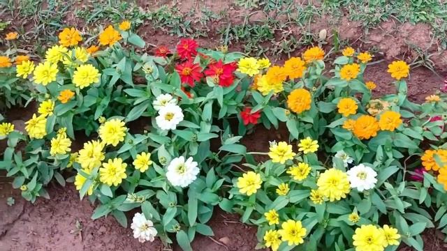 meditation music |very relaxing music | nechar video | beautiful flower ? смотреть онлайн