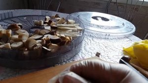 #грибы#Как правильно сушить грибы. Сушка в электросушилке.