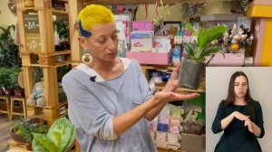 Аглаонема Лемон Минт { СУРДОПЕРЕВОД } обзор редкого сорта | Правильный уход за аглаонемой