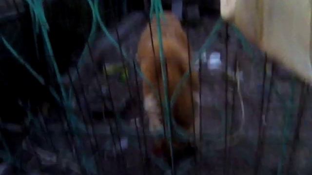 алабай иттердин жини смотреть онлайн