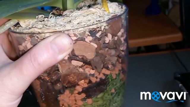 Особенности полива орхидей в закрытой системе в холодный период .Мой опыт. смотреть онлайн