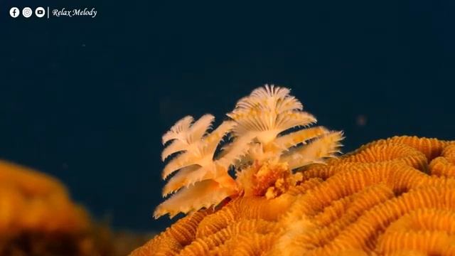 Успокаивающая музыка для нервов 🌿 Лечебная музыка для сердца и сосудов, расслабление #41 смотреть онлайн