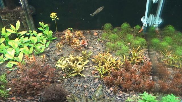 Гуппи. Разведение. Содержание. смотреть онлайн