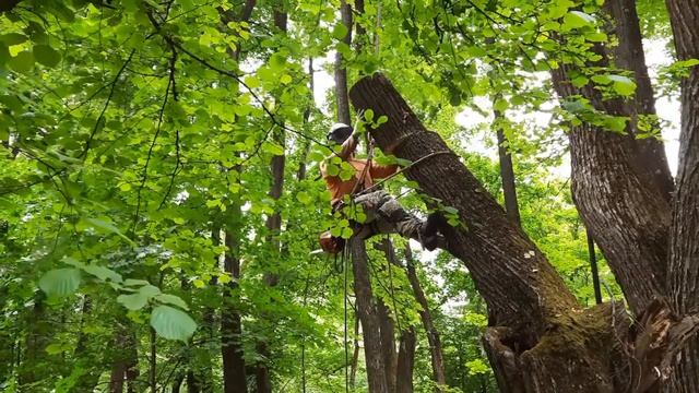 Работа бензопилой на гнилом дереве Working with a chainsaw on a rotten tree