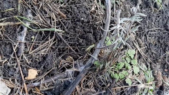 Все о лаванде.Как должны выглядеть кусты лаванды зимой смотреть онлайн