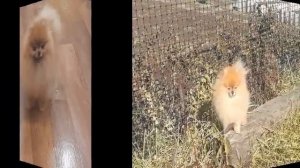 Детские фотографии Шпица Масика и также Спанеэль Линда