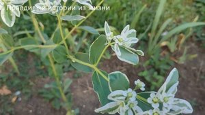 ? Подруга украла мужа, но спустя время ее зависть только усилилась... История из жизни.