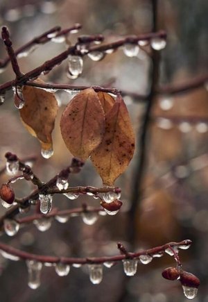 Добрый День! Пусть День Будет Добрым!