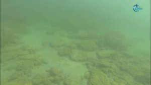 Дайвинг в Евпатории. Что увидят дети под водой