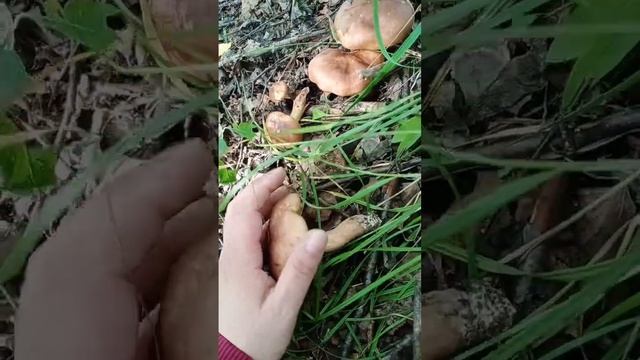 Гриб рядовка желто-бурая.