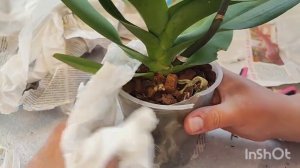 Красавчики приехали. Распаковка посылки с орхидеями.