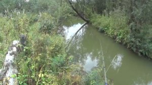 В ЭТИХ КОРЯГАХ ЖИВЕТ РЫБА. Елец моего детства. Ловля ельца на удочку.