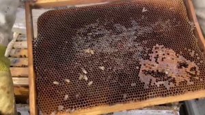 Сыта в сотах спустя 3 дня.mp4