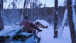 Соболь в котомку. Лиса проверяет капканы. Испытания техники на тягу в целине