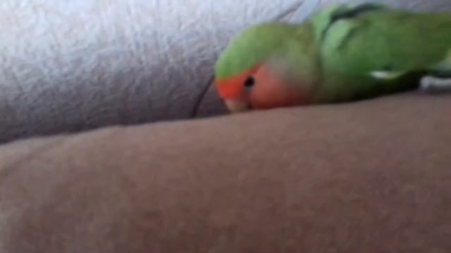 Попугай Машка : Веселий момент с жизни машки .... смотреть онлайн