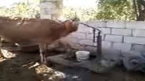 супер голова коровы