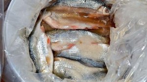 Вяленая плотва