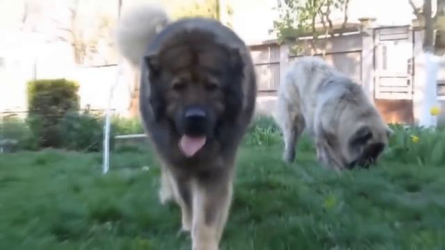 ТОП СОБАК КОТОРЫЕ МОГУТ УБИТЬ ВОЛКА смотреть онлайн