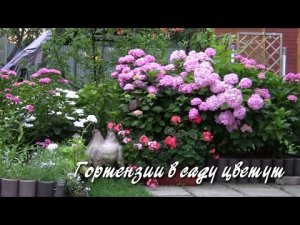 Гортензии в саду цветут. Дачные картинки.
