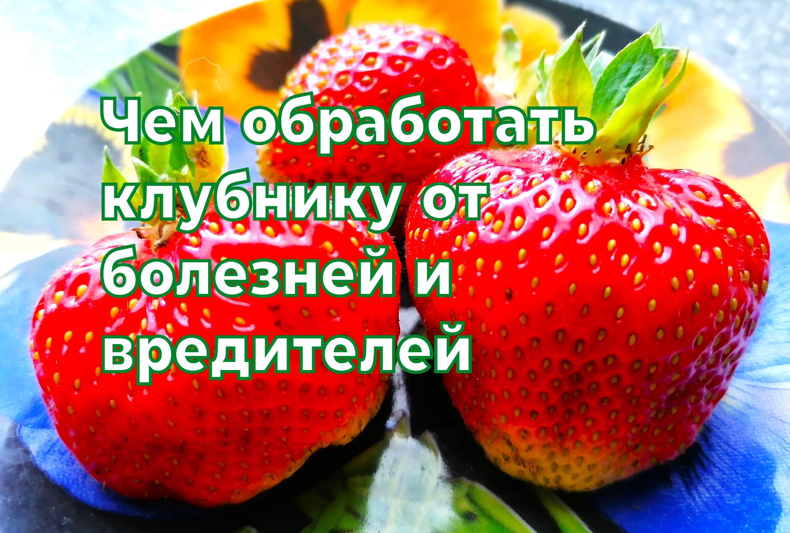 ЧЕМ ОБРАБОТАТЬ КЛУБНИКУ ОТ БОЛЕЗНЕЙ И ВРЕДИТЕЛЕЙ ПЕРЕД ЦВЕТЕНИЕМ.