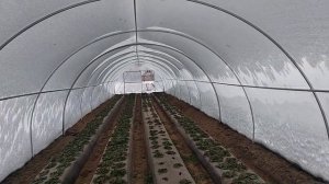 Стоимость теплицы 4х30 из профильной трубы 20х20