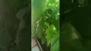 Ремонтантная малина "Оранжевое чудо". Проводим своевременную обрезку.