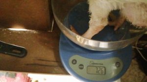 Выращивание бройлеров с 15 по 20 сутки