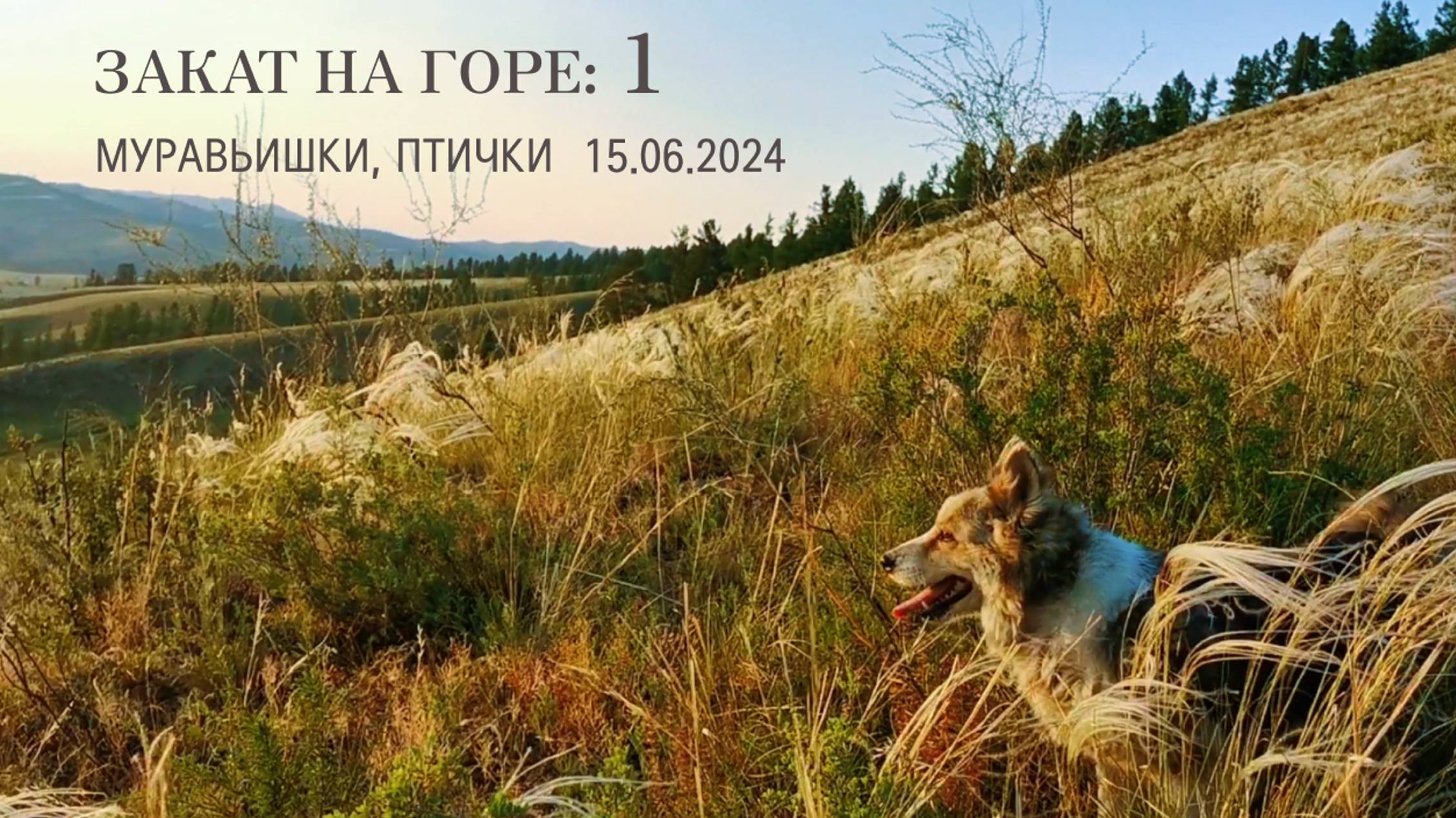 Сезон закатов открыт (15.06.2024) з1