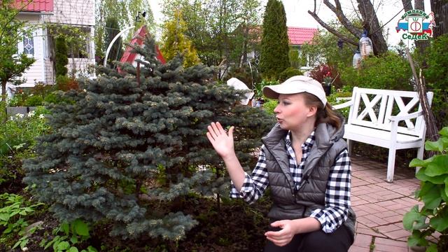10 ЛУЧШИХ РАСТЕНИЙ ДЛЯ АЛЬПИЙСКОЙ ГОРКИ - Как создать альпийскую горку своими руками