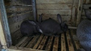 Можно ли кроликам свиной комбикорм - КРОЛИКОВОДСТВО