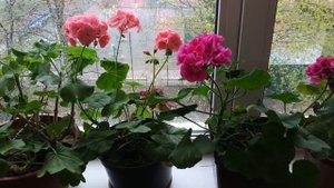 Пеларгония( герань) после зимы.Как заставить пеларгонию пышно цвести