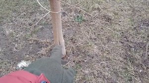 Как обрезать ветки на дереве чтобы оно не погибло