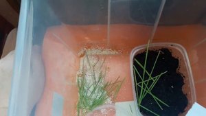 Содержание и разведение двупятнистых сверчков.#3Вылупление малышей