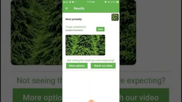 PlantSnap identifies an Eastern hemlock (Tsuga canadensis)