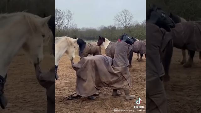 Кривой конь в табуне.