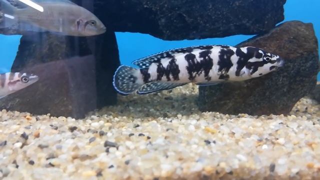 Юлидохромис марлиера гомби(Julidochromis marlieri "Gombe"). смотреть онлайн