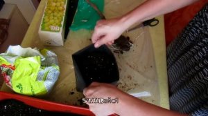 Виноград. Саженец винограда из магазина.....