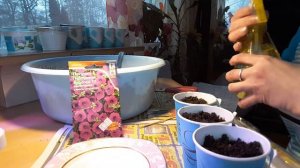 Как и когда посадить петунию