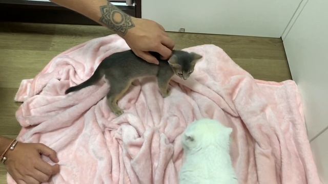 СЮРПРИЗ! У нас появился ВТОРОЙ КОТ ? АБИССИНСКАЯ ПОРОДА ?? смотреть онлайн