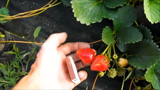 Почему я использую трехрядную схему посадки клубники смотреть онлайн