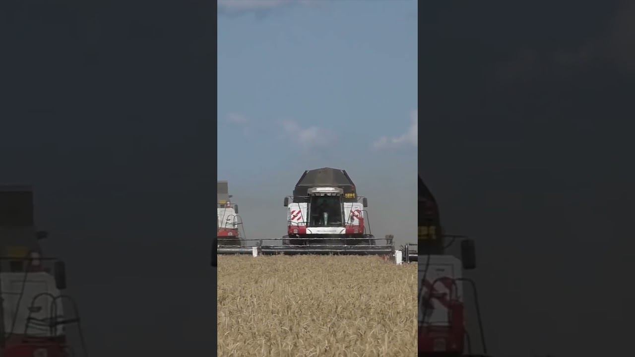 Уборка пшеницы дружным коллективом! смотреть онлайн