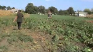 мотоблок уборка сахарной свеклы
