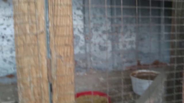 Попарное разведение корелл.