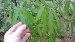 Дебрегeасия эдулис на автополиве.