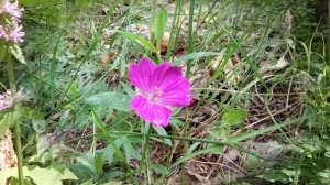 Какие летние цветы знаете  Which summer flowers know