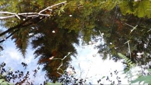 Природа России _ лето (1).mp4