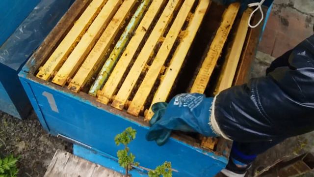 Первая весенняя ревизия, с полным разбором гнезда. Передача эстафеты. Сын делает первые шаги 2 смотреть онлайн