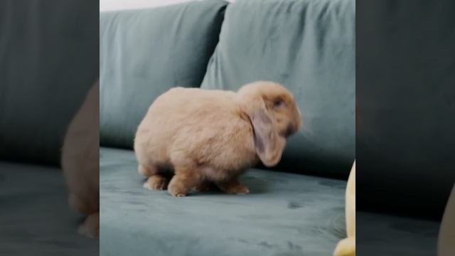 nature beauty /#short video /#nice animal's short video /#youtube смотреть онлайн