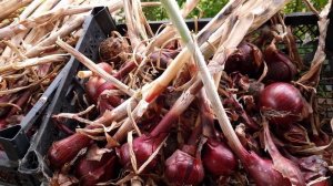 Подготовка лука к длительному хранению. Досозревание.